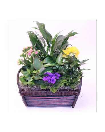 Small Garden size, inches height and inches wide.