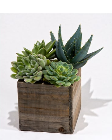 As Shown size, inches height and inches wide.