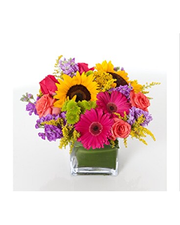 People's Choice (As Shown) size, inches height and inches wide.