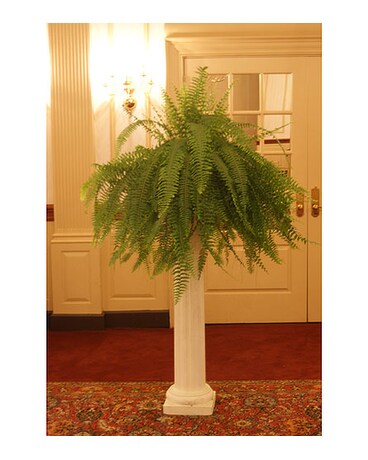 Rented with the pillar size, inches height and inches wide.
