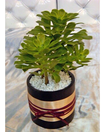 As Shown size, inches height and inches wide.