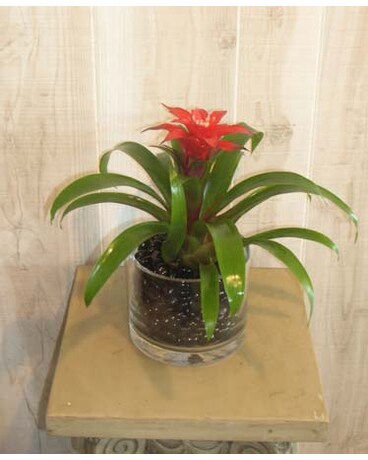As Shown size, inches height and inches wide.