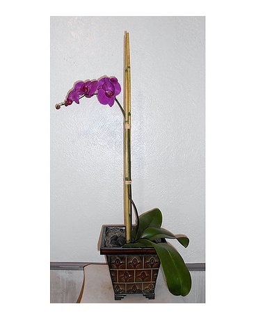 As Shown size, inches height and inches wide.