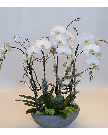 Lovely size, inches height and inches wide.