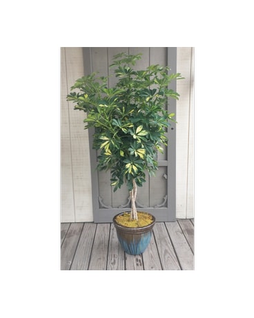 As Shown size, inches height and inches wide.