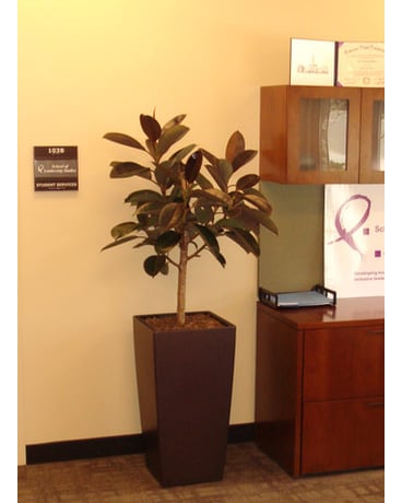 interior plantscape