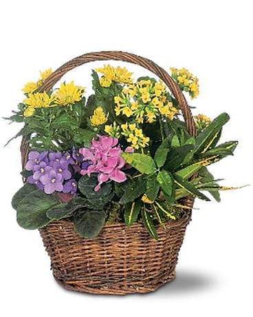 As Shown size, inches height and inches wide.
