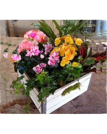 Small 7X7 inch Wooden Box size, inches height and inches wide.