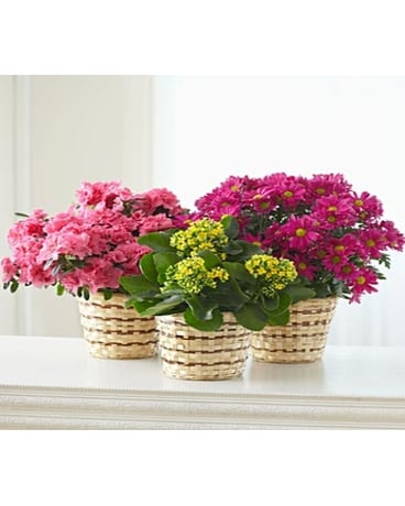 Gardener''s Choice Blooming Plant size, inches height and inches wide.