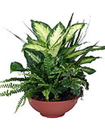 As Shown size, inches height and inches wide.