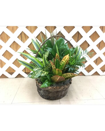 10" Basket of Foliage Plants size, inches height and inches wide.