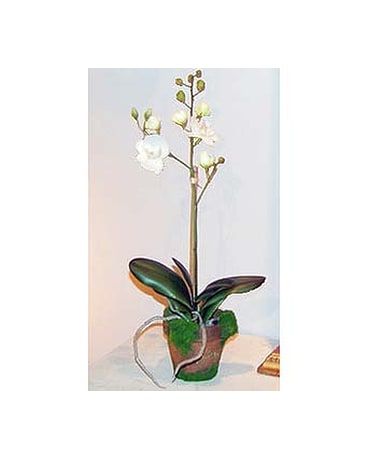 As Shown size, inches height and inches wide.