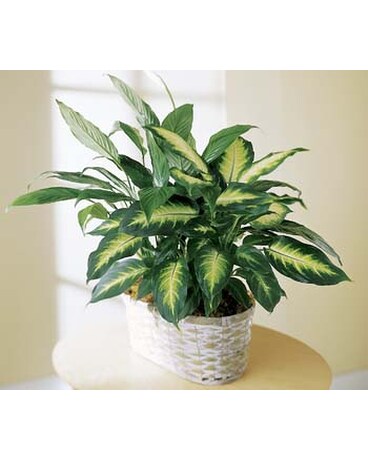 As Shown size, inches height and inches wide.