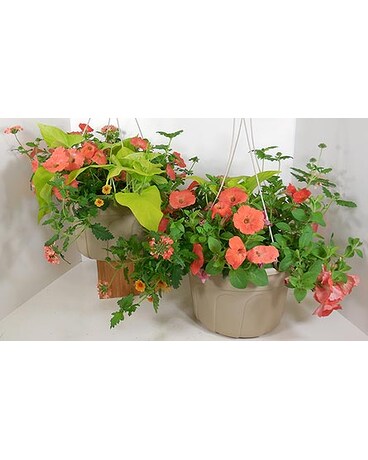 Hanging Plant size, inches height and inches wide.