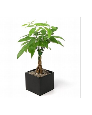 As Shown size, inches height and inches wide.
