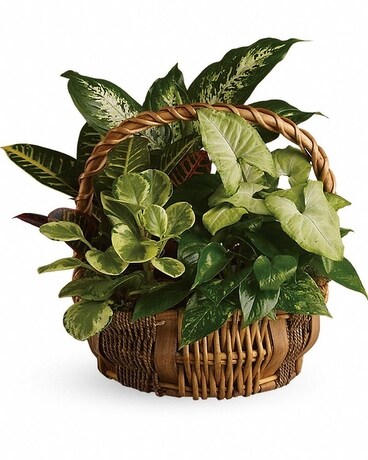 Inglis' Emerald Garden Basket Flower Arrangement