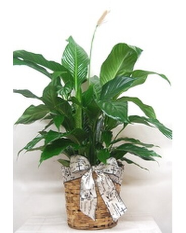 Shown 8 size, inches height and inches wide.