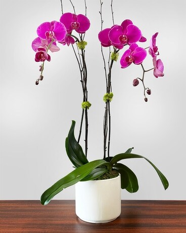 DOUBLE STEM size, inches height and inches wide.