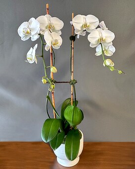 DOUBLE STEM size, inches height and inches wide.