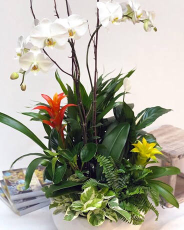 SINGLE STEM - SMALL GARDEN size, inches height and inches wide.