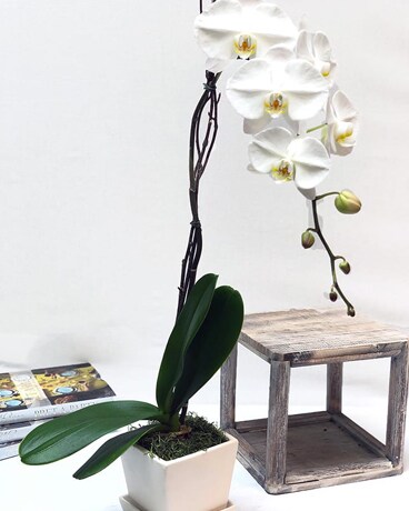 SINGLE STEM size, inches height and inches wide.