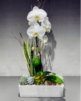 SINGLE STEM size, inches height and inches wide.