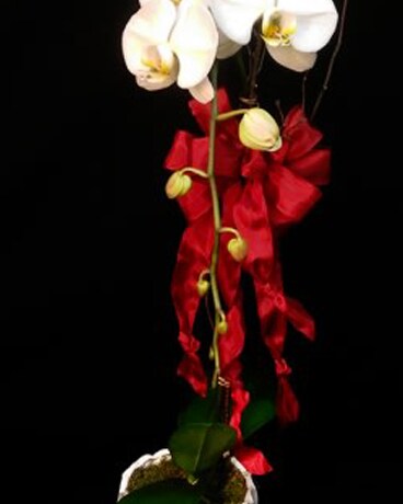 SINGLE STEM WITH RIBBON TRIM size, inches height and inches wide.