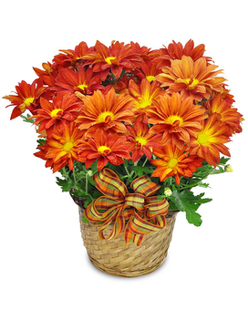 Single Mum size, inches height and inches wide.