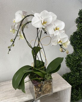 Luxe size, inches height and inches wide.