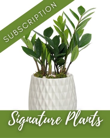 Magnificent-Weekly size, inches height and inches wide.