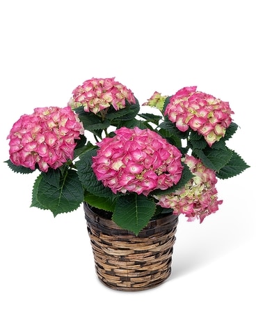 Standard size, 15 inches height and 12 inches wide.