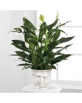 Standard- One Size size, inches height and inches wide.