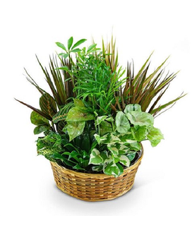 Standard - 8" Basket size, inches height and inches wide.