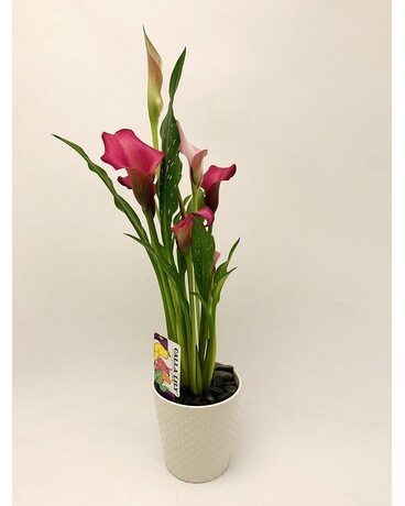 Pink size, inches height and inches wide.