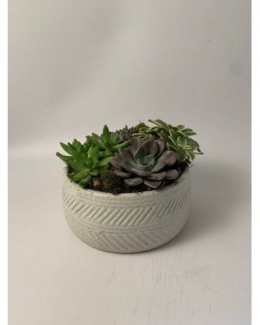 Designer's Choice Container size, 5 inches height and 12 inches wide.