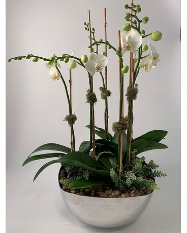 Triple - Color size, inches height and inches wide.