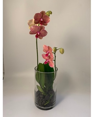 Color size, inches height and inches wide.