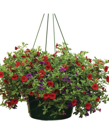 For Sun size, inches height and inches wide.