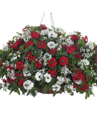 For Sun size, inches height and inches wide.