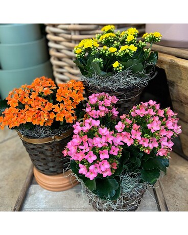 Pink/Peach Kalanchoe size, inches height and inches wide.