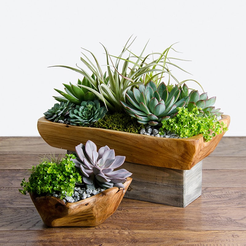 Plants, Let's Get Green