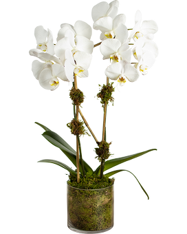 Glass Vase (24