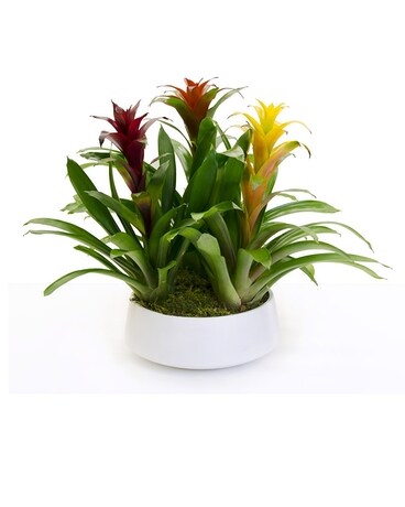 Deluxe size, inches height and inches wide.