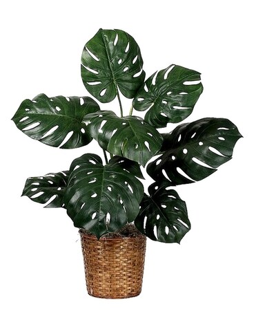8in Wicker Basket size, inches height and inches wide.