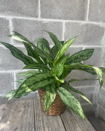 6in Wicker size, inches height and inches wide.