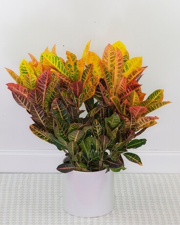 Premium - 8" Ceramic size, inches height and inches wide.