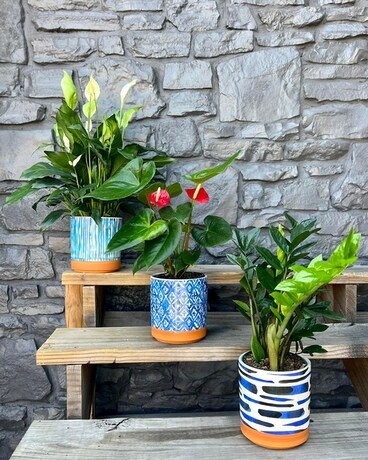 Peace Lily size, inches height and inches wide.