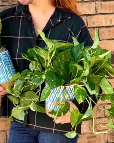 Green Pothos size, inches height and inches wide.