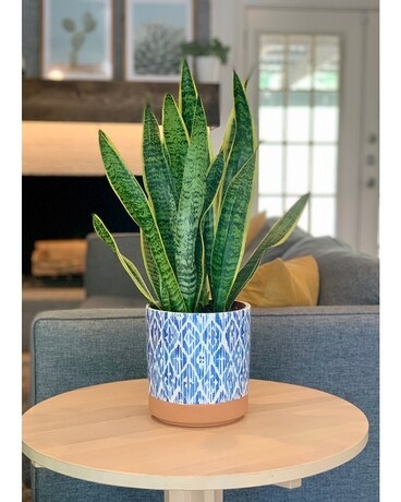 Snake Plant size, inches height and inches wide.