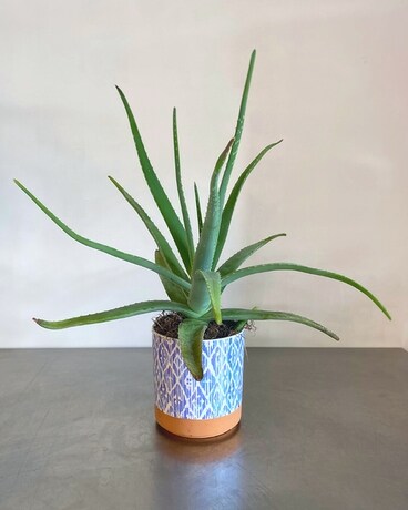 Aloe Vera size, inches height and inches wide.